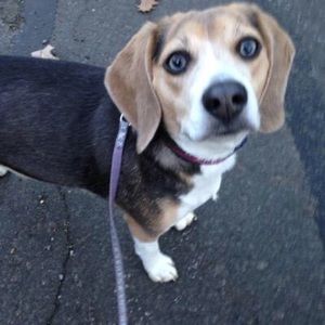 Meet your Posher, Emma